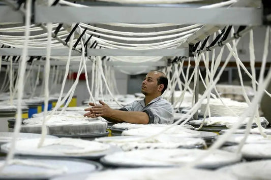 Egypt’s Cotton Heritage: The Rise of Local Fashion Brands and Opportunities for Entrepreneurs